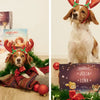 Ein Hund präsentiert das Weihnachtsbuch für Geschwister von Hurra Helden. 